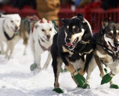 La popular carrera de trineos tirados por perros de Maine ha sido cancelada debido al clima cálido.