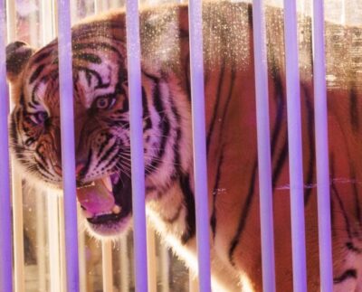 El Gobernador Dijo Que El Único Insecto Tigre Vivo De Lsu Estaba Desapareciendo Frente A Él.