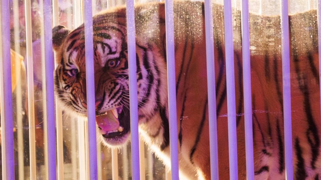 El gobernador dijo que el único insecto tigre vivo de LSU estaba desapareciendo frente a él.